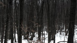 Backyard woods - Horror story inspiration