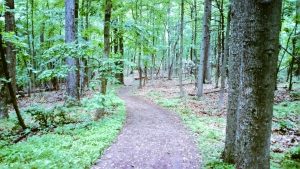 Valley Forge Park Woods